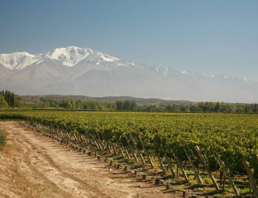vale dos vinhedos na argentina